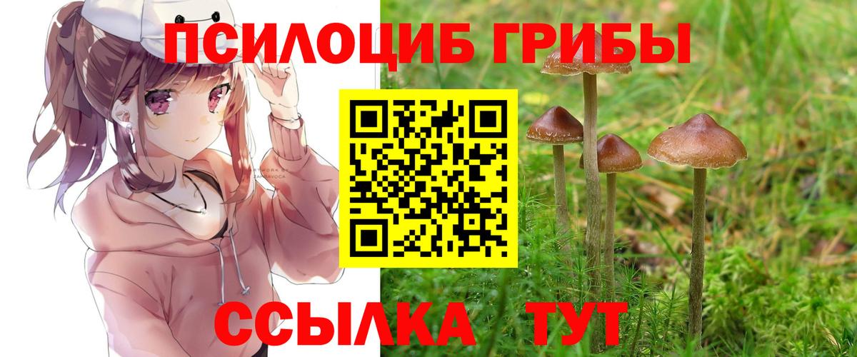Черняховск  Галлюциногенные грибы Psilocybe  Вход с VPN 